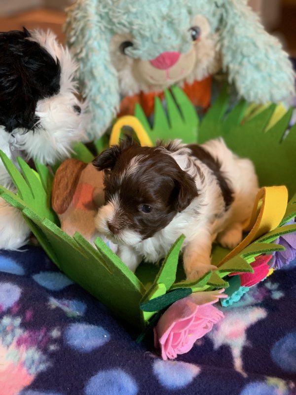 Havanese Puppies