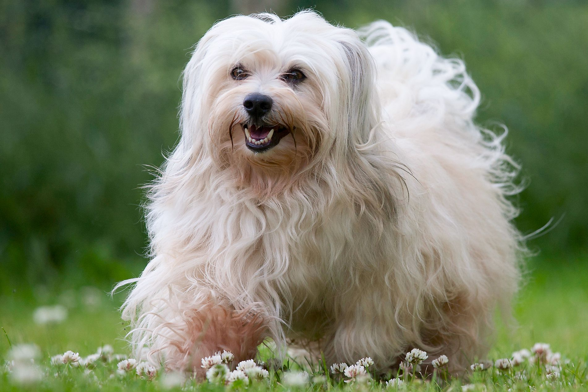 Playful & Loving Havanese