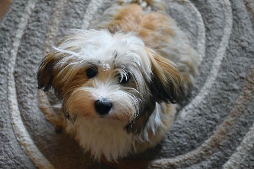 Playful & Loving Havanese